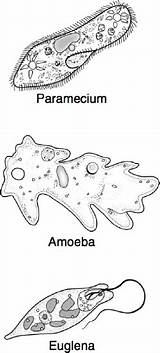 Amoeba Euglena Paramecium School Life Gif Biology Jlab Education sketch template