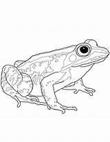 Rana Colorare Frog Disegno Pages Girino Bosque Frogs Anfibio sketch template