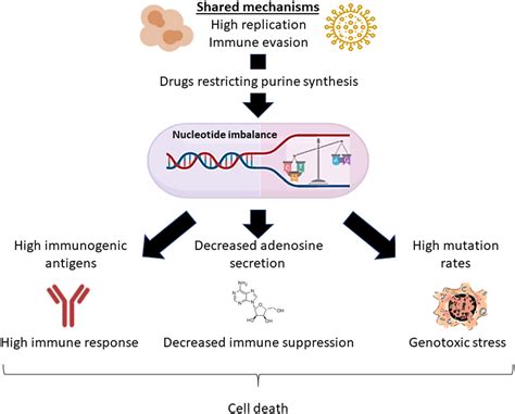 Targeting Nucleotide Metabolism As The Nexus Of Viral Infections