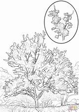 Coloring Redbud Eastern Pages Printable Oklahoma Cottonwood Tree Drawing Color Print Getcolorings Leaves Latest Christmas Trees sketch template