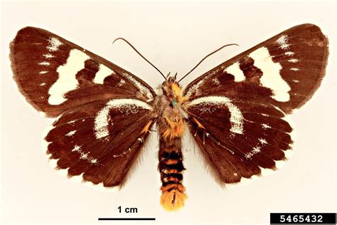noctuid moth phalaenoides glycinae