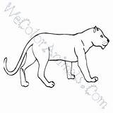 Florida Panther Coloring Pages Drawing Click Paintingvalley sketch template