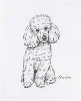 Poodle Drawing Toy Poodles Dog Drawings Sketch Sketches Etsy Cartoon Charcoal Tattoo Pencil Perro Original Paintingvalley Draw Miniature Cartoons French sketch template