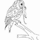 Frogmouth Tawny Coloring sketch template