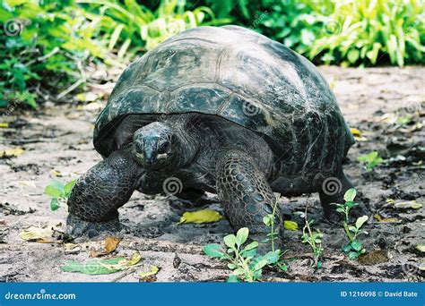 slow walk stock photo image  happy chewing galapagos