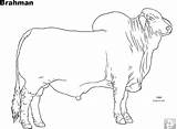 Coloring Brahman Cattle Pages Bull Colouring Para Desenho Printable Breed Em Couro Version Colorir Identify Folks Sure Pretty Some Arte sketch template