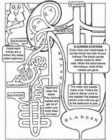 Coloring System Pages Kidney Book Anatomy Human Body Endocrine Circulatory Urinary Excretory Nursing Systems Physiology School Science Worksheet Diagram Printable sketch template