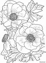 Coloring Pages Flower Adult Book Dover Colorarty Flowers Adults Haven sketch template