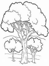 Deciduous Coloriage Baum árboles sketch template