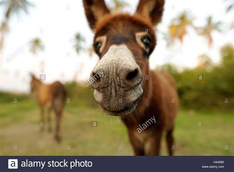donkey   cute funny baby donkey sticking  nose    face
