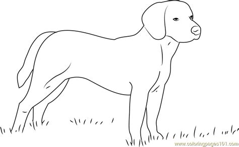 beagle dog coloring page  kids  dog printable coloring pages