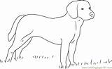 Beagle Coloring Dog Pages Coloringpages101 Pdf Color Mammals sketch template