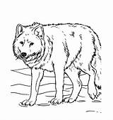 Template Wolf Coloring Pages Printable Animal Realistic Wolves Animals Sheets Kids Print Drawing Tundra Savanna Dog Grassland Color Templates Farm sketch template