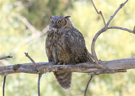 reward  information  poached great horned owls  helix