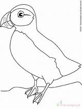 Macareux Puffin Oiseau Oiseaux Ptaki Uccelli Kolorowanki Coloriages Colorat Pasari P51 Disegni Colorare Animali Dzieci Dla Kolorowanka Printeaza Pokolorujmy sketch template