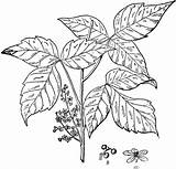 Poison Ivy Clipart Plant Oak Poisonous Etc Clip Clipground Shrub Library Cliparts Insertion Codes Usf Poisonivy Edu Tiff Original Large sketch template