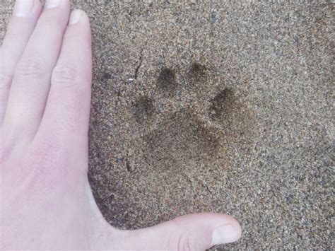identifying big cat tracks  africa wildest