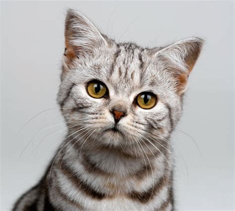 cat breeds biological science picture directory pulpbitsnet