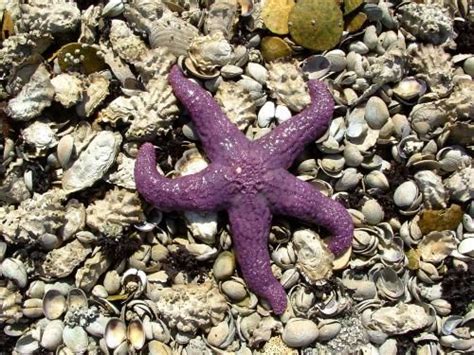 beautiful starfish   habitat marine life water life life aquatic