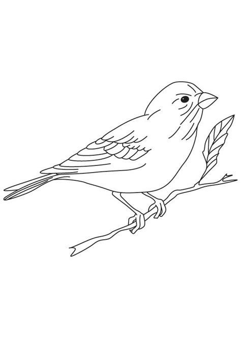 smallest classical finch coloring page   smallest