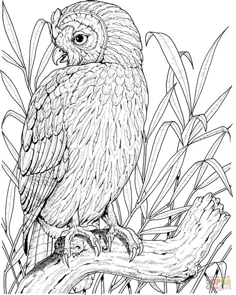 perched barred owl coloring page