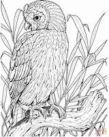 Owl Coloring Pages Printable Color Perched Realistic Owls Adults Birds Drawing Sheets Supercoloring Clipart Compatible Tablets Ipad Android Version Click sketch template