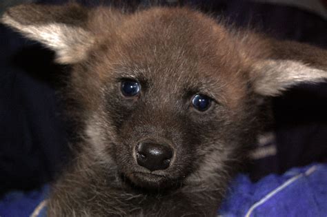 Maned Wolf Pup Medical Exam Smithsonian Institution