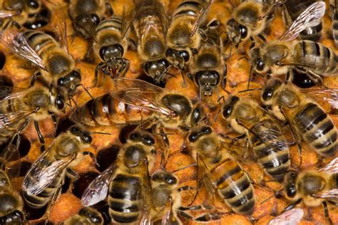 find      queen bee dies