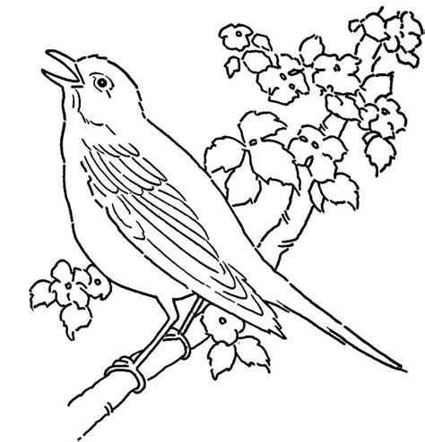 canary bird pet coloring pages  place  color