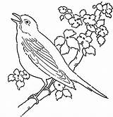 Bird Coloring Pages Canary Birds Tree Printable Singing Color Bluebird Rainforest Drawing Eastern Cuckoo Adult Print Cute Getdrawings Bunch Cuckoos sketch template