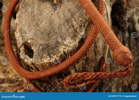 cowboy whip curled  tree trunk stock photo image  tree trunk