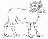 Bighorn Montagne Pecora Rocciose Mouflons Canadiens Animali Printmania Supercoloring sketch template
