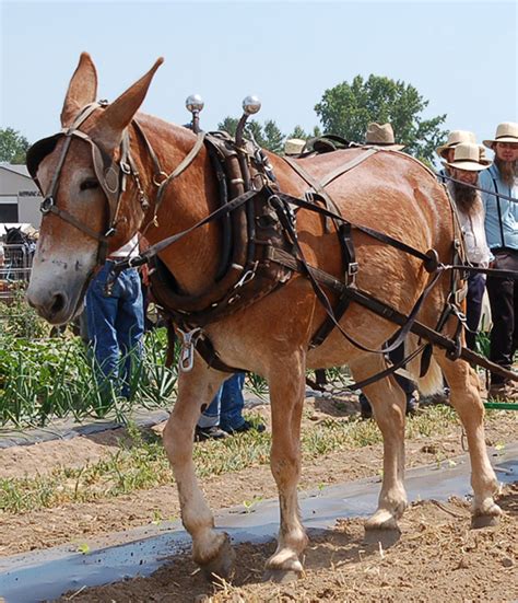 rural heritage mule  donkey teams  sale landing page