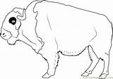 Coloringpages101 Buffalos sketch template