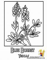 Texas Coloring Bluebonnet Flower State Pages Bluebonnets Blue Drawing Usa Bonnets Getdrawings Drawings Designlooter Choose Board 38kb sketch template