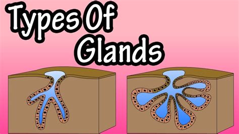 glands   glands types  glands merocrine glands