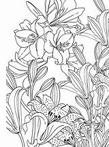 Flower σελίδες sketch template