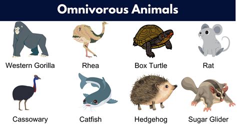 list  omnivores animals  pictures facts  grammarvocab