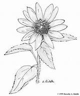 Coloring Pages Flower Daisy Texas Sunflower Drawing Wildflower Wildflowers Drawings Country Flowers Sunflowers Flag Book Hill Adult Colouring Nps Gov sketch template