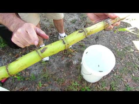 sugarcane planting methods