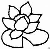 Seerose Blumen Malvorlage Verkleinert Angezeigt Malvorlagen sketch template