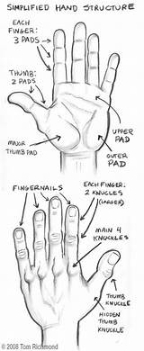 Drawing Hand Structure Hands Reference Draw Techniques Drawings Tips Basic References Figure Details Anatomy Simplified Tomrichmond Pencil Lessons Tutorial Body sketch template