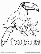 Toucan Rainforest Bird Toco Sheets Tucan Worksheets Toucans Theme Realistic Designlooter sketch template