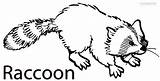 Raccoon Coloring Pages Printable Everfreecoloring Cool2bkids Kids sketch template