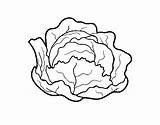 Cabbage Coloring Organic Colorear Pintar Coloringcrew Dibujos Vegetables sketch template