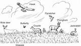 Savanna Ecosystem Grasslands sketch template
