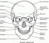 Skull Anatomy Worksheet Coloring Pages Template Sketch sketch template