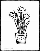 Osterglocken Ausmalen Daffodils Colouring Ausmalbilder Kinderbilder Drawing Bestimmt Clipartmag Getcolorings sketch template