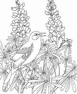 Mockingbird Bluebonnet Colorat Primavara P31 Coloriage Dibujo Planse Adulte Imprimer Coloriages Bonnets Desenhos Bordar Colorir Bluebonnets Primiiani Riscos Pajaro Audubon sketch template