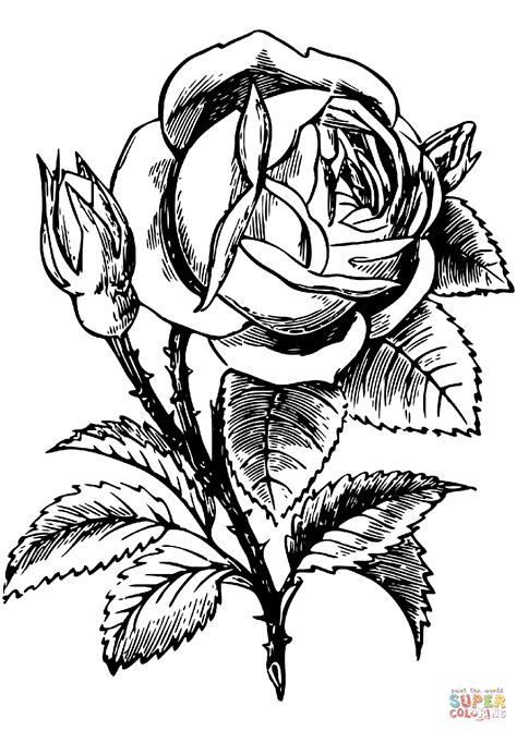 rose coloring pages printable  printable blank world